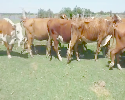 Lote 28 Vacas medio uso en Esquina, Corrientes
