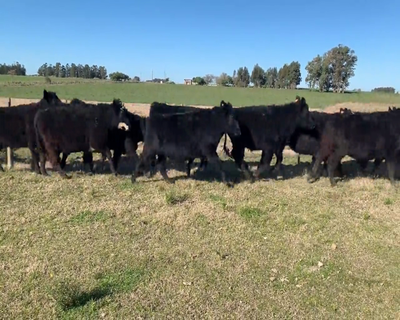 Lote (Vendido)18 Novillos 1 a 2 años 16 AA Y 2 AA X HE 390kg - , Colonia