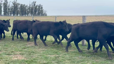 Lote 238 Novillos 1 a 2 años en Tres Cerros, Artigas