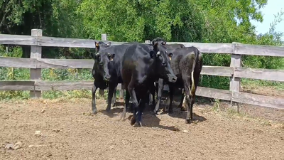 Lote 6 Vaquillonas preñadas CRUZAS en PASO LA QUINTA