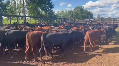 Lote 148 Desmamantes hembras en CAAGUAZU, Caaguazú