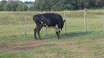 Lote 1 Vaca