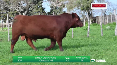 Lote TOROS RED ANGUS