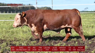 Lote Brete 18 - Hereford