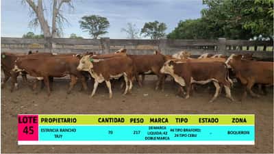 Lote LOTE 45 - 70 VAQUILLAS CBO 1
