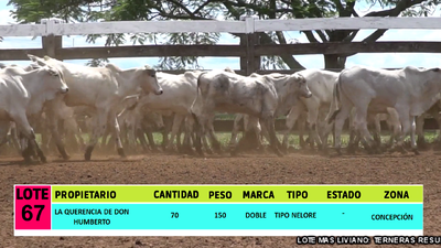 Lote LOTE 67 - 70 TERNERAS CBO 2