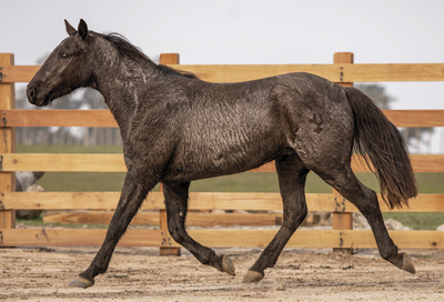 Lote VERDES MARES PRETUSCO