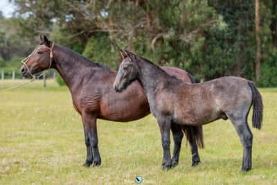 Lote JAGUEL NAOMI