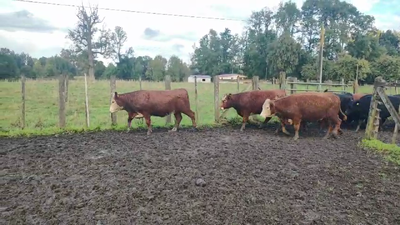 Lote 39 Vaquilla Engorda, Rio Negro, X Región Los Lagos