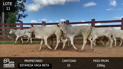 Lote LOTE 11