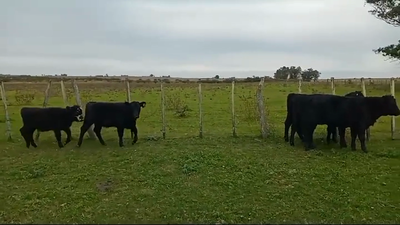 Lote (Vendido)5 Terneras ANGUS 175kg -  en LA CONCORDIA