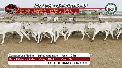 Lote Insp 105