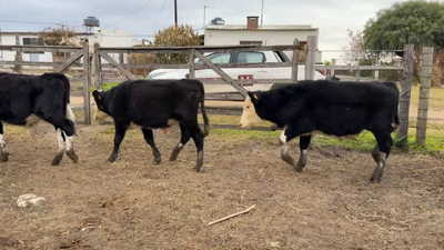 Lote TERNEROS