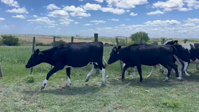 Lote VAQUILLONAS 1 a 2 AÑOS