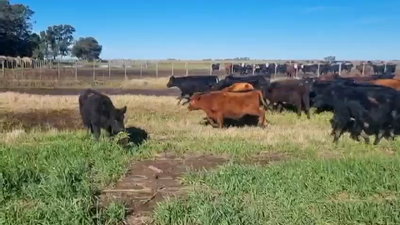 Lote 70 Terneros en Buenos Aires