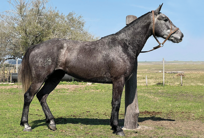 Lote GALLEGA RUMBEADORA