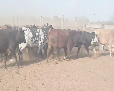 Lote 32 Vacas  en Quimilí, Santiago del Estero