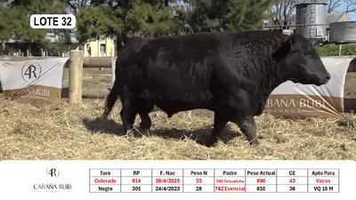 Lote TOROS PP y PC