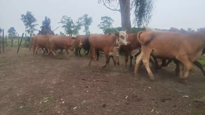 Lote 20 Novillitos
