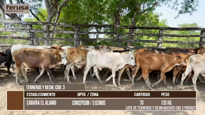 Lote LOTE 3