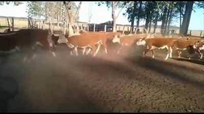 Lote 80 Terneras en Concordia, Entre Ríos
