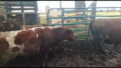 Lote 50 Novillo Engorda en Osorno, X Región Los Lagos