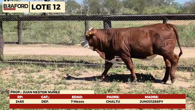 Lote LOTE 12- TERNERAS DE CORRAL