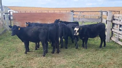 Lote TERNEROS/AS