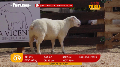 Lote Lote 9