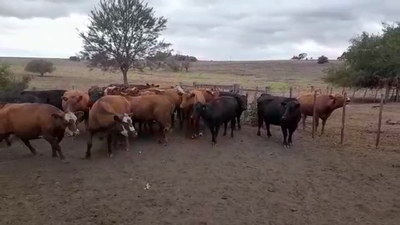 Lote (Vendido)24 Vacas de Invernada LIMANGUS - NORMANO/ LIMANGUS 530kg -  en CUFRE