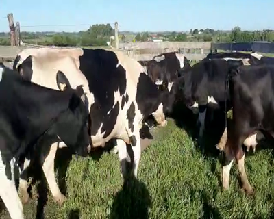 Lote (Vendido)9 Vacas de Invernada HOLANDO 600kg - , San José