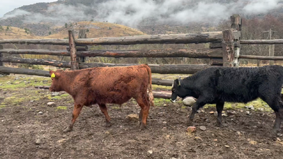 Lote 20 Ternero en Coyhaique, XI Región Aysén