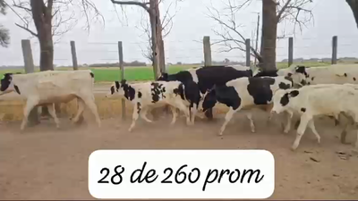 Lote 28 Novillitos Holando Argentino en Cuatro Bocas, Santiago del Estero