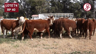 Lote Vaquillonas PR Polled Hereford Preñadas Parición Otoño