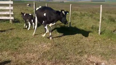 Lote Vaquillonas 1 a 2 años HOLANDO 400kg - , San José