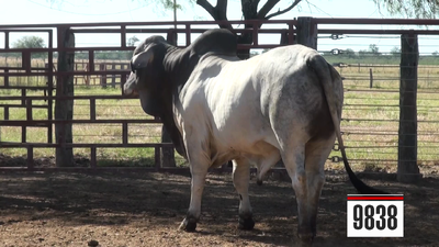 Lote Brahman