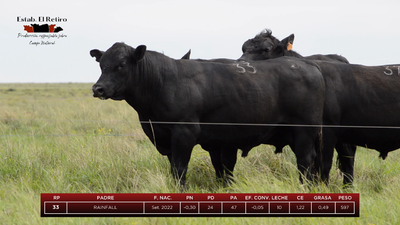 Lote Toros, Artigas