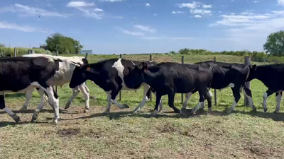 Lote NOVILLOS 1 a 2 AÑOS