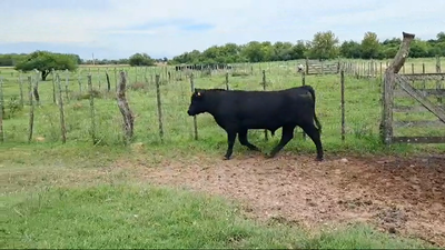 Lote TORO