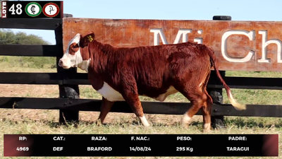 Lote LOTE 48