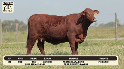 Lote LOTE 10