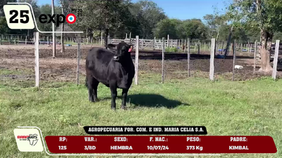 Lote LOTE 25