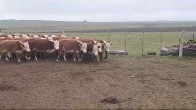 Lote (Vendido)34 Vaquillonas 1 a 2 años HEREFORD 255kg -  en PALO SOLO