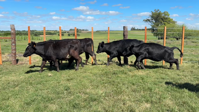 Lote NOVILLOS Y VAQUILLONAS 1a2 AÑOS