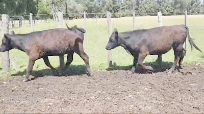 Lote 31 Novillitos y vaquillonas