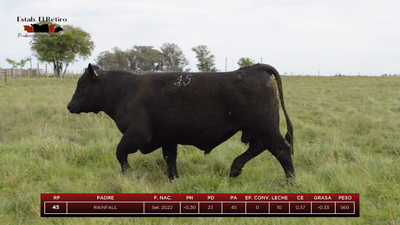 Lote Toros, Artigas