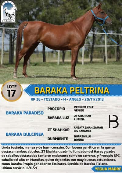Lote BARAKA PELTRINA