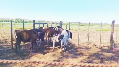 Lote TERNEROS HOLANDO