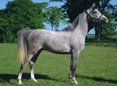 Lote AZUL HLM