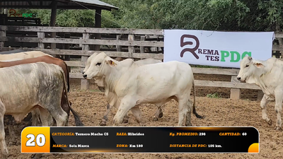 Lote Ternero Macho C5